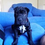Profile Picture of Wilbur (@wilburdasharpeix) on Instagram