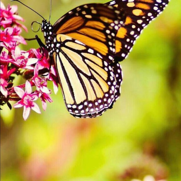 Caterina Giannola - Poshmark Profile Picture of Caterina Giannola (@giac3) on Poshmark