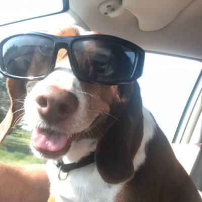 Profile Picture of Steven Clausing (@clausing_steven) on Twitter