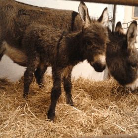 Profile Picture of bobbi malone (@malonebobbi) on Pinterest