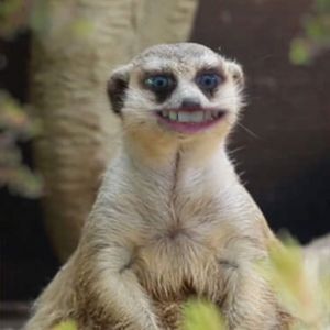 Profile Picture of dave (@@davidder) on Tiktok