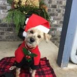 Profile Picture of Sherri Olson Larsen (@sherri.larsen) on Instagram