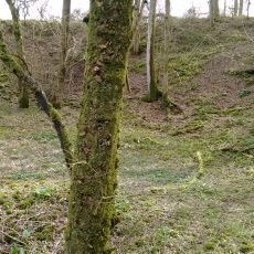 Profile Picture of Forest Temple (@solsthird) on Twitter