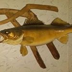 Profile Picture of Larry Davidson (@walleye_larry69) on Instagram