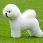 Profile Picture of Kevin V. Gunter (@loving_bichonfrise_cute) on Instagram