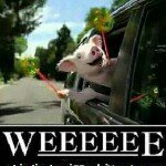 Profile Picture of crystalgdrake (@crystalgdrake) on Instagram