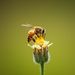 Profile Picture of Alexandra DUPUY (@alexandra_dupuy) on Pinterest