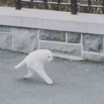 Profile Picture of Alex Heron (@annoyedalready) on Instagram