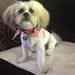 Profile Picture of Lori Magee (@lorimagee7) on Pinterest