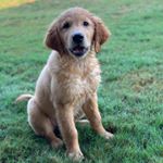 Profile Picture of Theodore “Teddy” Lower (@thesweetlifeofteddy) on Instagram