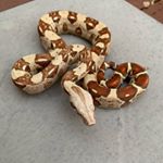 Profile Picture of Mason Shaffer (@pennscreek_constrictors) on Instagram