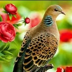 Profile Picture of Hortensia Lizcano (@hortensia.lizcano.9) on Facebook