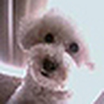 Profile Picture of Alice Lee (@urbangrid) on Flickr