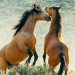 Profile Picture of charly (@carlosatilioescobar) on Instagram