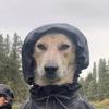 Profile Picture of Matthew Winfrey (@sheluv.mattt) on Tiktok