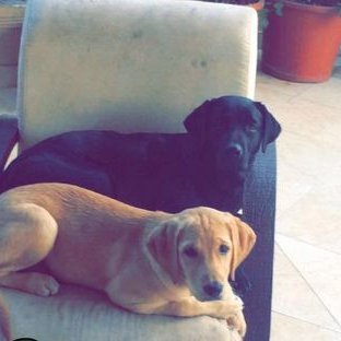 Profile Picture of Mario Flores Bermeo (@MFloresBermeo) on Twitter