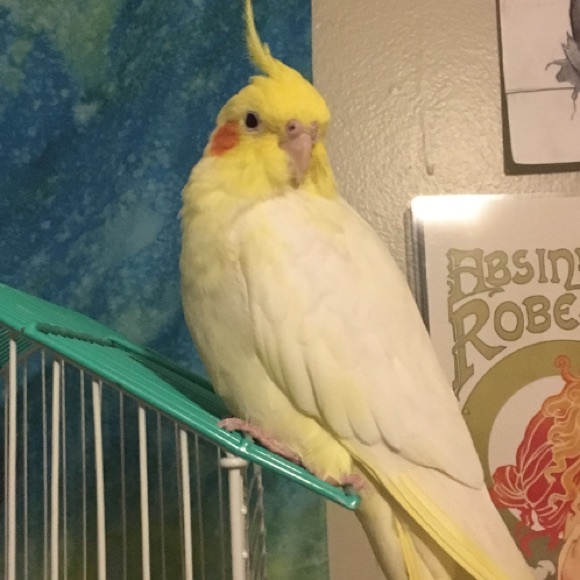 Profile Picture of Michaela Bradley (@mcehlah) on Poshmark