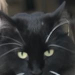 Profile Picture of stanley wagner🐱 (@stanleywagnercat) on Instagram