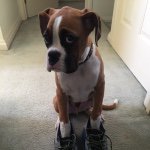 Profile Picture of Baxter (@baxtertheboxer15) on Instagram