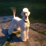 Profile Picture of Master Class Grooming - Tamara (@tamara_groomerofdogs) on Instagram