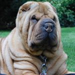 Profile Picture of Andy (@andy_sharpei) on Instagram