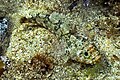 Profile Picture of Bullhead triplefinon Wikipedia