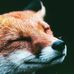 Profile Picture of JeromeFox Null (@jeromefox.null) on Facebook
