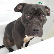 Profile Picture of Scott Catlett (@scottcatlett8341) on Youtube