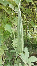 Profile Picture of Luffa acutangulaon Wikipedia