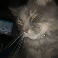 Profile Picture of Rat Tomago (@MichaelWalk6) on Twitter