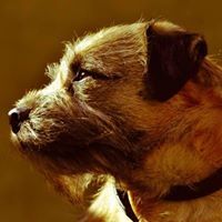 Profile Picture of David Richens (@davidrichens1) on Pinterest