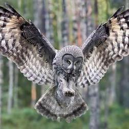 Profile Picture of Lucas Alford (@Lucas_Alford100) on Twitter