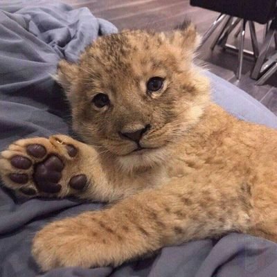 Profile Picture of Abduvohid Abdurasulov (@VOKHID6692) on Twitter