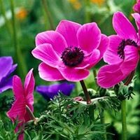 Profile Picture of Janet Kreinsen (@janet-kreinsen) on Quora