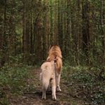 Profile Picture of Husky Richard🐾 (@chocolate_husky) on Instagram