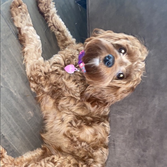 Ava Koenigsmann - Poshmark Profile Picture of Ava Koenigsmann (@akoenigsmann) on Poshmark