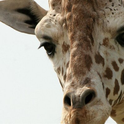 Frank Buck Zoo - Twitter Profile Picture of Frank Buck Zoo (@FrankBuckZoo) on Twitter