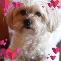 Profile Picture of Laurie Deeb Forton (@laurie-deeb-forton) on Quora