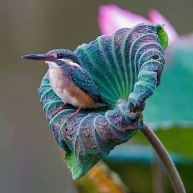 Profile Picture of Carol Engeron (@maxnme) on Pinterest