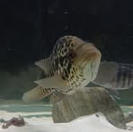 Profile Picture of Blake Shanks (@Blake-Shanks) on Facebook