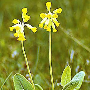 Profile Picture of Dan Lennart Rydén (@dlryden) on Twitter