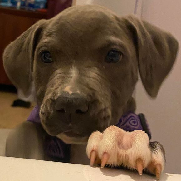 Profile Picture of Preston Woolsey (@pwoolsey) on Poshmark