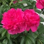 Profile Picture of Nancy Remington (@naremington) on Instagram