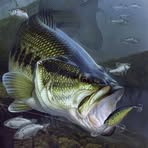 Profile Picture of Adam Rodenbaugh (@adam.rodenbaugh) on Facebook