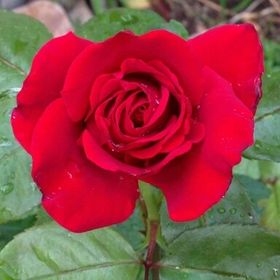 Profile Picture of Susan Kochenberger (@SuKopinterest) on Pinterest