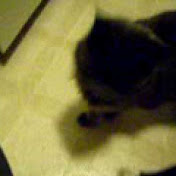 Profile Picture of Bryn Phillips (@hamstarkiss411994) on Youtube