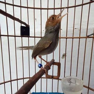 Profile Picture of Jat Jat (@gama.kichi.543) on Facebook