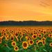 Profile Picture of Denise Murphy (@murphyden) on Pinterest