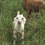 Profile Picture of Mackenzie Douglas (@macenzie_d) on Instagram