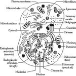 Profile Picture of MASON WILSON (@wilson45656) on Instagram